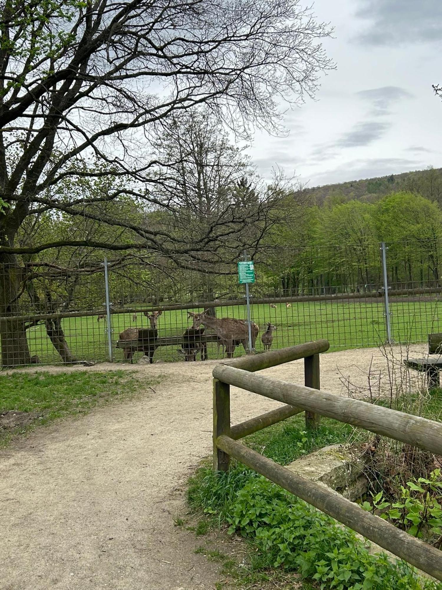 Apartament Kleine Auszeit Am Wildgehege Bad Harzburg Zewnętrze zdjęcie